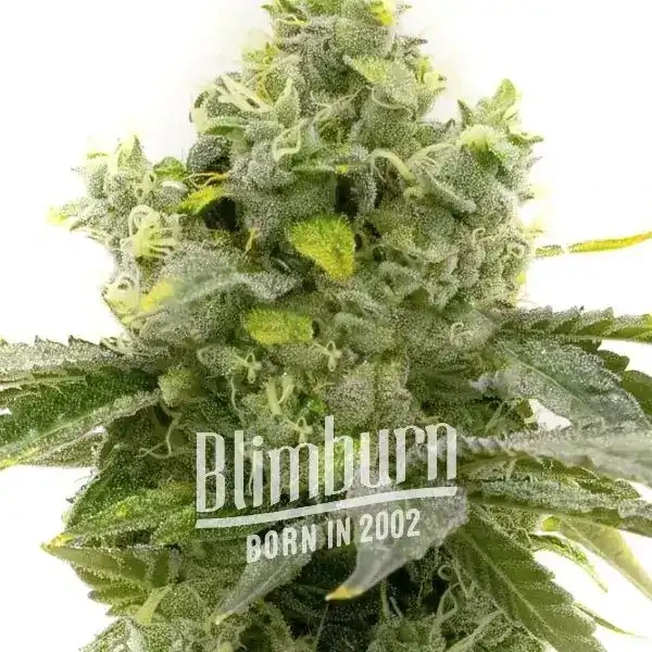 Bruce Banner x Chocolope cannabis bud with frosty trichomes and chocolate-scented green leaves.