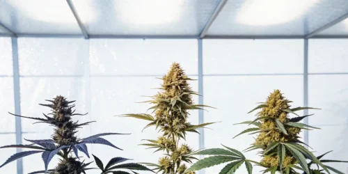 The Best Marijuana Strains for Enjoying the Party