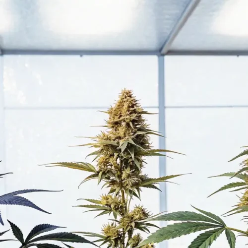 Hyper-realistic digital artwork featuring three distinct cannabis plants in a bright greenhouse, showing variations in bud and leaf color.