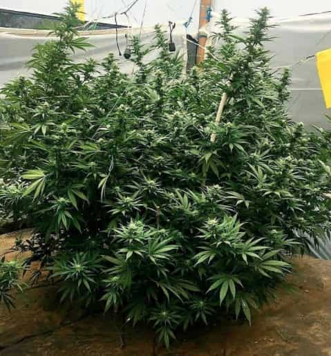 Girl Scout Cookies Marijuana Plant Outdoor