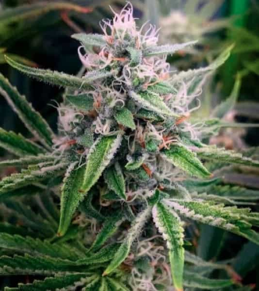 Grizzly Purple Kush Marijuana Plant