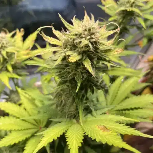 Tangie Family in the World of Marijuana