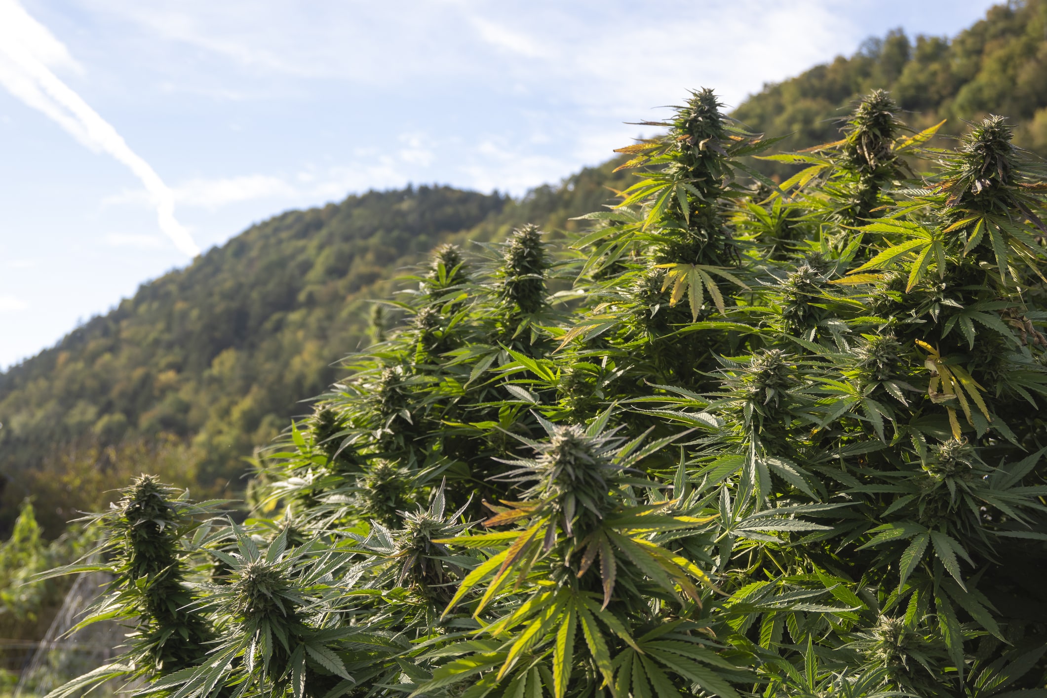From Growers Who Shop at Blimburn Seeds