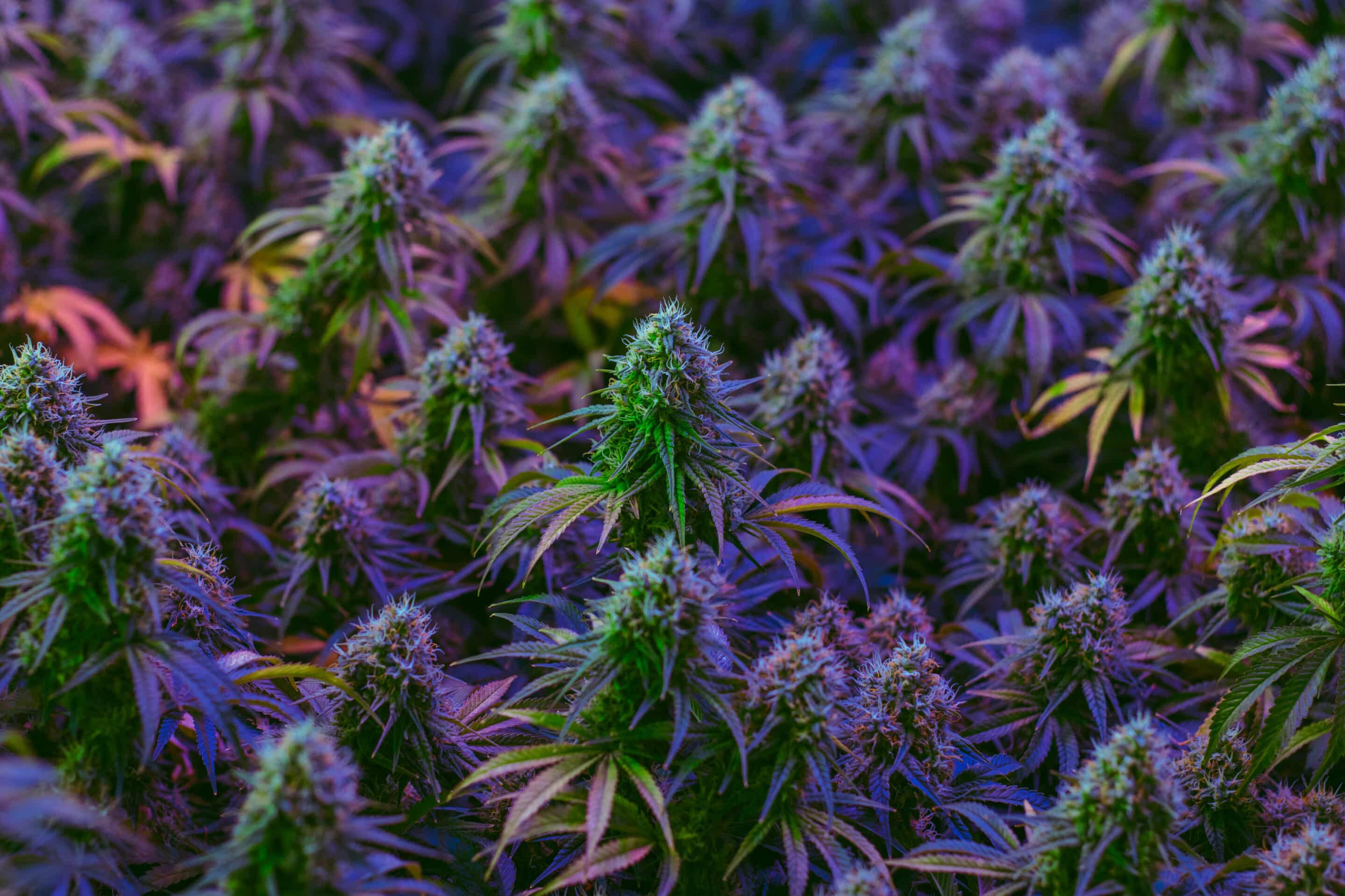 How Does the Cannabis Affiliate Program Work?