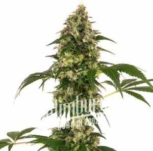 Afghan X Haze