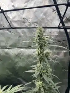 Forbidden Fruit cannabis flower with long white stigmas and green fan leaves against a reflective silver background.