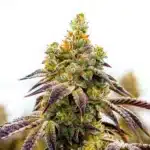 Black Domina x Afghan Kush strain with dense buds and dark green leaves.
