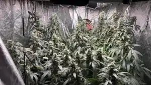 Flowering Blackberry Moonrocks feminized seeds plants with large green colas growing inside a reflective grow tent.