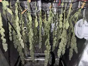 Harvested Blackberry Moonrocks feminized seeds buds hanging upside down from lines during the drying process inside a tent.
