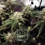 Blackberry Moonrocks Indoor zoom