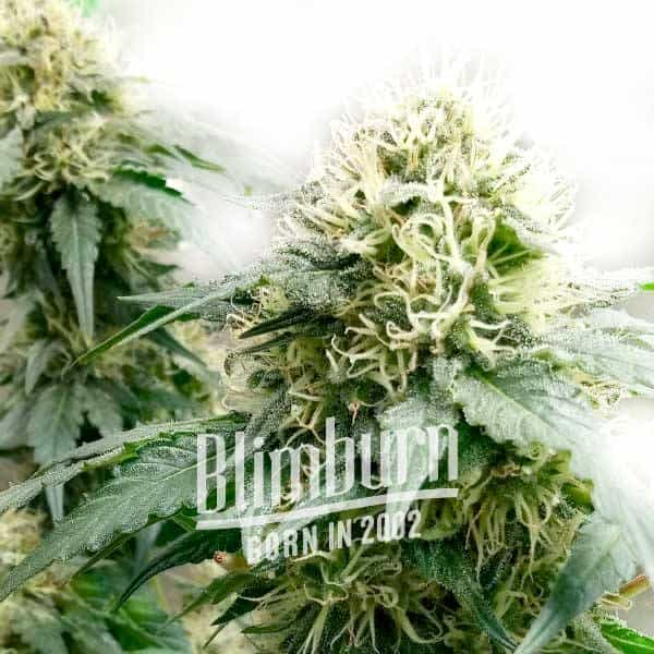 Candy Kush Fast Version Marijuana Plant