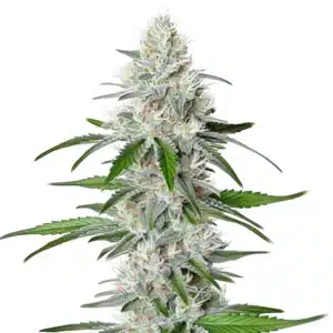 Chemdog Fast Version cannabis plant with heavy resinous buds and sharp serrated leaves.