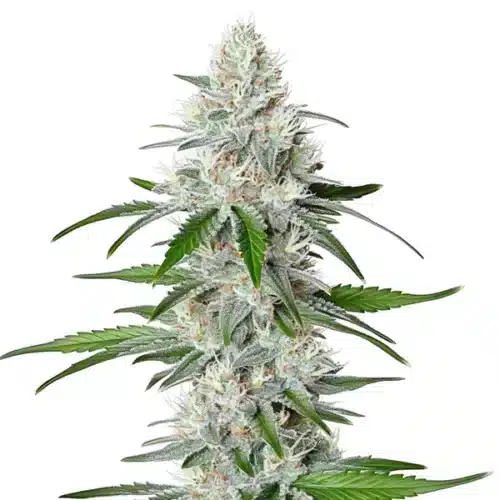 Chemdog Fast Version cannabis plant with heavy resinous buds and sharp serrated leaves.