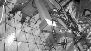 Forbidden Fruit cannabis plant under a trellis net in an indoor grow setting, captured with infrared night vision