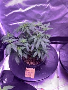 Fruity Pebbles Kush plant in a hydroponic deep water culture system with expanded clay pebbles.