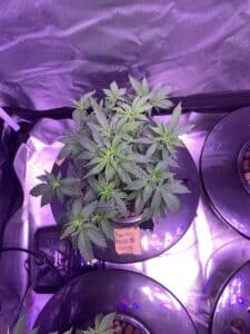 Vegetative growth of Fruity Pebbles Kush cannabis in a hydroponic system under purple grow lights.