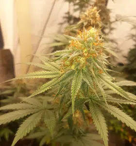 Glookies feminized seeds plant showing a frosty main cola with orange pistils and trichome-covered sugar leaves.