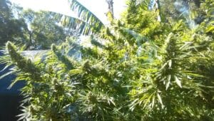 Godfather OG feminized seeds grow gallery showing a robust outdoor cannabis plant with prolific bud development in a garden setting.