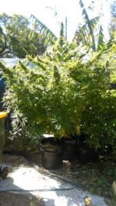 Godfather OG seeds grow gallery featuring a close-up of resinous cannabis flowers developing outdoors on a sunny day.