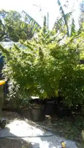 Godfather OG seeds grow gallery featuring a close-up of resinous cannabis flowers developing outdoors on a sunny day.