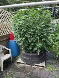 Giant outdoor Godfather OG cannabis plant in a large black fabric container with a support system.