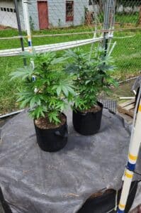 Two young Godfather OG cannabis plants in fabric pots during vegetative growth outdoors.