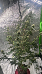 Blackberry Moon Rock seeds grow gallery showing a flowering indoor cannabis plant with dense green buds and crystalline trichomes.