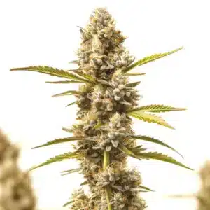 Rock Fruit Fast Version cannabis plant with dense frosty buds and orange pistils.