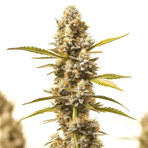 Rock Fruit Fast Version cannabis plant with dense frosty buds and orange pistils.
