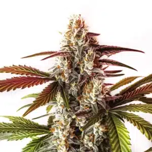 Watermelon Zkittlez Fast Version cannabis bud with vibrant purple, green, and orange hues covered in trichomes.