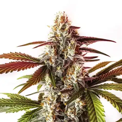 Watermelon Zkittlez Fast Version cannabis bud with vibrant purple, green, and orange hues covered in trichomes.