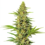 Dense green cannabis bud with frosty trichomes, highlighting the White Widow Fast Version strain.