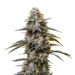 Chocolate Thai cannabis plant with purple-hued buds and dark green leaves, covered in trichomes.