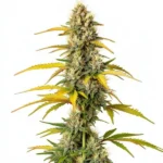 Close-up of a GMO cannabis plant with yellowing leaves and dense, resin-coated buds.