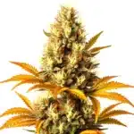 Alien Technology Regular cannabis bud with dense green nugs, orange pistils, and frosty trichomes.