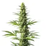 Amnesia Fast Version CBD cannabis plant with green buds and orange pistils.