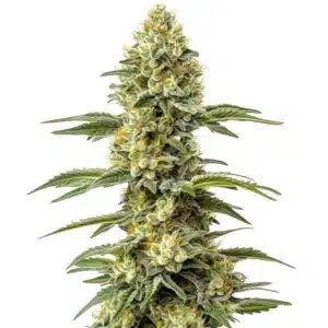 Amnesia Lemon Regular cannabis bud with lemon hues and orange pistils.