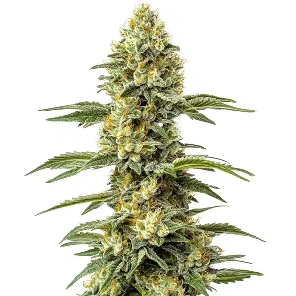 Amnesia Lemon Regular cannabis bud with lemon hues and orange pistils.