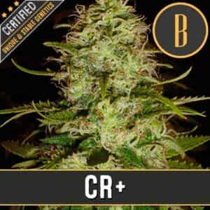 CR+