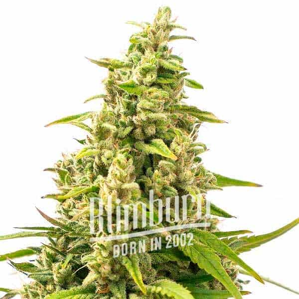 Buy Gorilla Glue #4 - 100% Terpene Profile