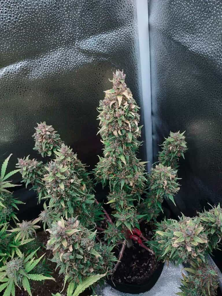 Grizzly purple kush auto