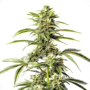 Hash Passion Regular cannabis cola with resin-rich indica flowers.