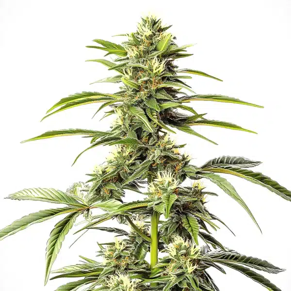 Hash Passion Regular cannabis cola with resin-rich indica flowers.
