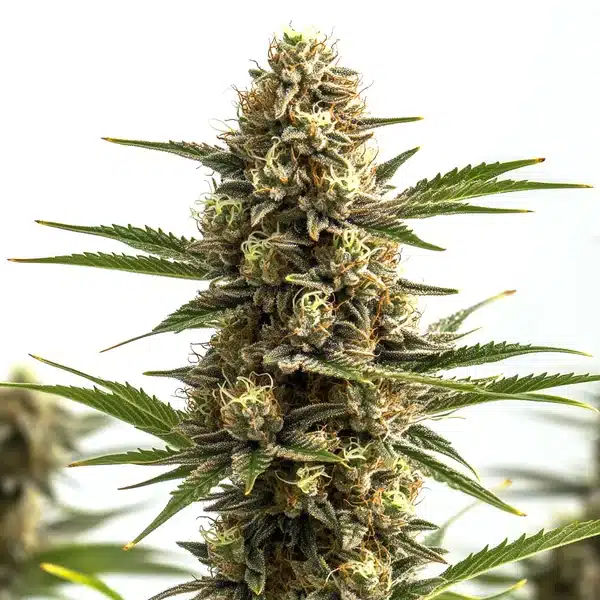 Jungle Wreck cannabis bud with dense frosty flowers and orange pistils.
