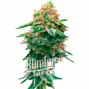 Master Kush Regular