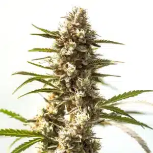 Power Plant cannabis cola with heavy trichomes and dense sativa-style buds.