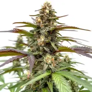 Rainbow cannabis plant with vivid purple, green, and orange hues coated in trichomes.