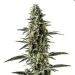 Shiskaberry x Candida Fast Version CBD cannabis with frosty light buds and sugar leaves.
