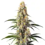 Super Glue cannabis plant with dense, frosted buds and dark green leaves against white background.