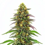 Close-up of a Maui Waui cannabis plant with buds and tropical foliage.